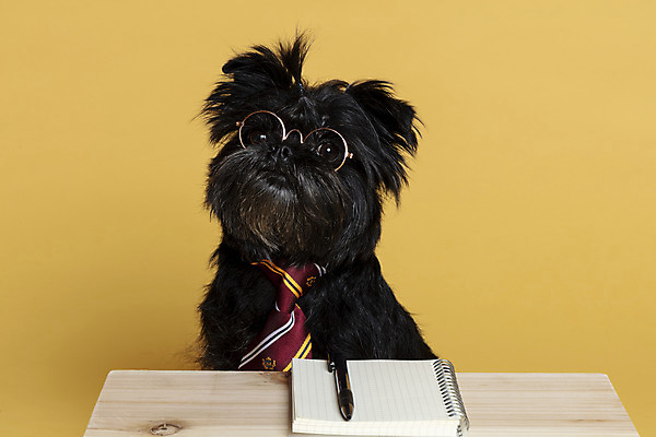 포토 JPG 스튜디오촬영 한마리 반려견 안경 가족 넥타이 실내 사람없음 반려동물 펜 공책 강아지 머리끈 나무책상 노란배경 반려 안경낌 아펜핀셔 국내포토 동물 1 잡화 백그라운드 장신구 관계 문구용품 내부 목재 필기구 노란색 개 책상 파일형식 핀셔