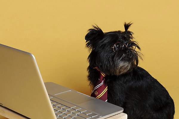 포토 JPG 스튜디오촬영 한마리 반려견 안경 가족 넥타이 실내 사람없음 노트북 반려동물 뒤돌아보기 강아지 머리끈 나무책상 노란배경 반려 안경낌 아펜핀셔 국내포토 동물 1 잡화 백그라운드 장신구 관계 모션 내부 목재 전자제품 노란색 개 책상 파일형식 핀셔