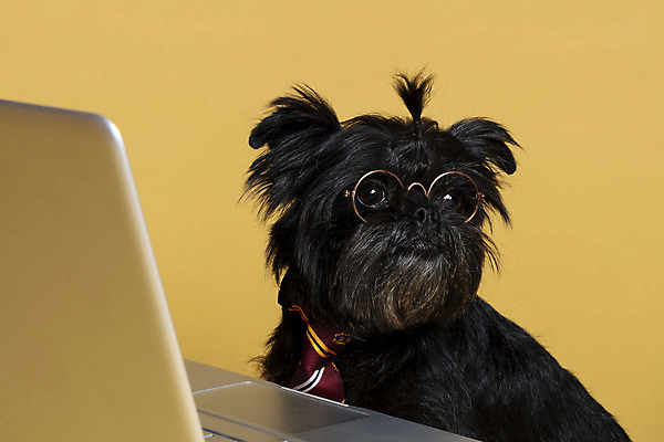 포토 JPG 스튜디오촬영 한마리 응시 반려견 안경 가족 넥타이 실내 근접촬영 사람없음 노트북 반려동물 강아지 머리끈 노란배경 반려 안경낌 아펜핀셔 국내포토 동물 1 시선 잡화 뷰포인트 백그라운드 장신구 관계 내부 전자제품 노란색 개 파일형식 핀셔