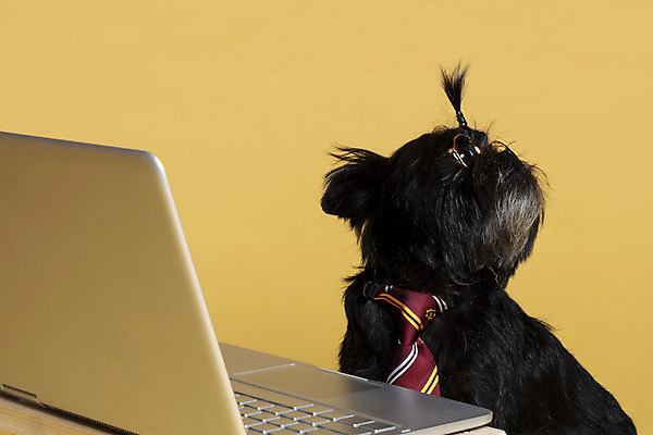 포토 JPG 스튜디오촬영 한마리 반려견 안경 가족 넥타이 실내 사람없음 노트북 반려동물 올려보기 강아지 머리끈 나무책상 노란배경 반려 안경낌 아펜핀셔 국내포토 동물 1 잡화 백그라운드 장신구 관계 모션 내부 목재 전자제품 노란색 개 책상 파일형식 핀셔