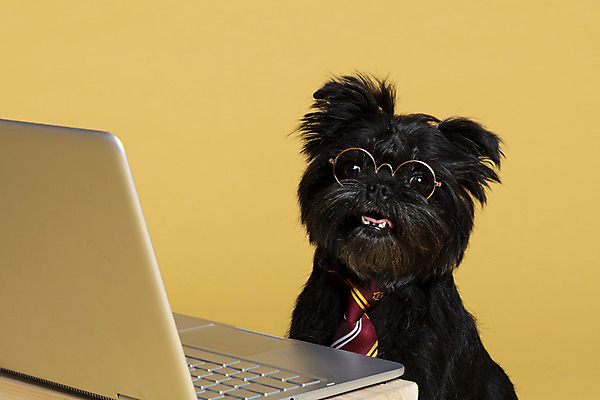 포토 JPG 스튜디오촬영 한마리 반려견 안경 가족 넥타이 실내 사람없음 노트북 반려동물 강아지 머리끈 나무책상 노란배경 반려 안경낌 아펜핀셔 국내포토 동물 1 잡화 백그라운드 장신구 관계 내부 목재 전자제품 노란색 개 책상 파일형식 핀셔