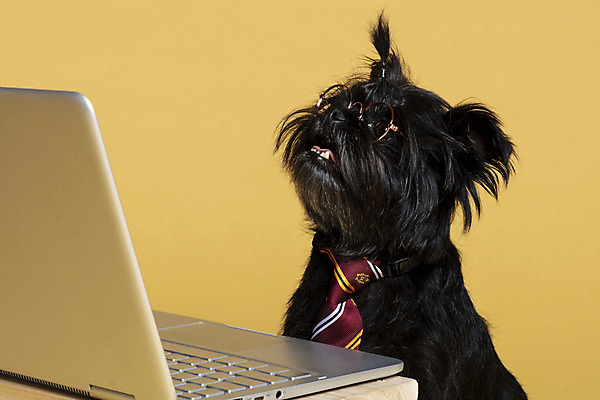 포토 JPG 스튜디오촬영 한마리 반려견 안경 가족 넥타이 실내 사람없음 노트북 반려동물 올려보기 강아지 머리끈 나무책상 노란배경 반려 안경낌 아펜핀셔 국내포토 동물 1 잡화 백그라운드 장신구 관계 모션 내부 목재 전자제품 노란색 개 책상 파일형식 핀셔