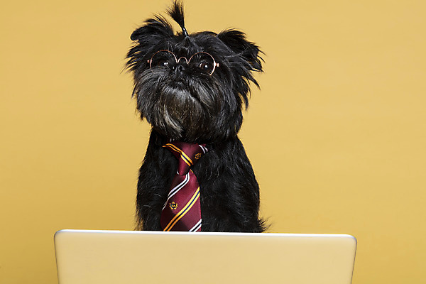 포토 JPG 스튜디오촬영 한마리 반려견 안경 가족 넥타이 실내 사람없음 노트북 반려동물 강아지 머리끈 노란배경 반려 안경낌 아펜핀셔 국내포토 동물 1 잡화 백그라운드 장신구 관계 내부 전자제품 노란색 개 파일형식 핀셔