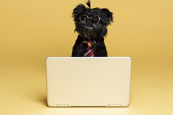 포토 JPG 스튜디오촬영 한마리 반려견 안경 가족 넥타이 실내 사람없음 노트북 반려동물 강아지 머리끈 노란배경 반려 안경낌 아펜핀셔 국내포토 동물 1 잡화 백그라운드 장신구 관계 내부 전자제품 노란색 개 파일형식 핀셔