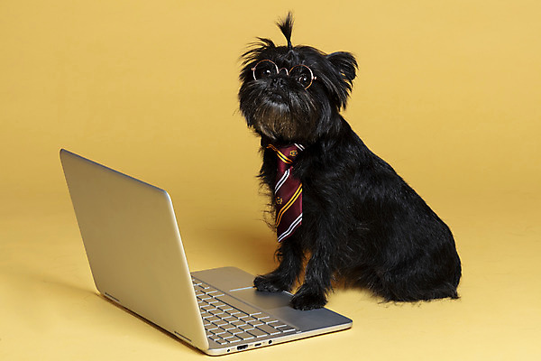 포토 JPG 스튜디오촬영 한마리 반려견 안경 가족 넥타이 실내 사람없음 노트북 반려동물 강아지 머리끈 노란배경 반려 안경낌 아펜핀셔 국내포토 동물 1 잡화 백그라운드 장신구 관계 내부 전자제품 노란색 개 파일형식 핀셔