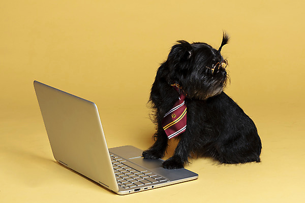 포토 JPG 스튜디오촬영 한마리 반려견 안경 가족 넥타이 실내 사람없음 노트북 반려동물 강아지 머리끈 노란배경 반려 안경낌 아펜핀셔 국내포토 동물 1 잡화 백그라운드 장신구 관계 내부 전자제품 노란색 개 파일형식 핀셔