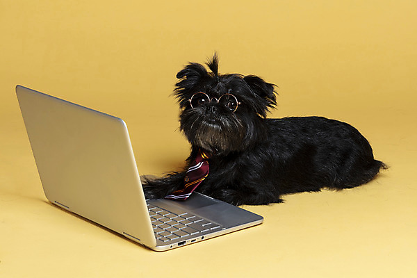 포토 JPG 스튜디오촬영 한마리 반려견 안경 엎드리기 가족 넥타이 실내 사람없음 노트북 반려동물 강아지 머리끈 노란배경 반려 안경낌 아펜핀셔 국내포토 동물 1 잡화 백그라운드 장신구 관계 모션 내부 전자제품 노란색 개 파일형식 핀셔