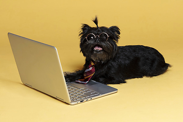 포토 JPG 스튜디오촬영 한마리 반려견 안경 엎드리기 가족 넥타이 실내 사람없음 노트북 반려동물 강아지 머리끈 노란배경 반려 안경낌 아펜핀셔 국내포토 동물 1 잡화 백그라운드 장신구 관계 모션 내부 전자제품 노란색 개 파일형식 핀셔