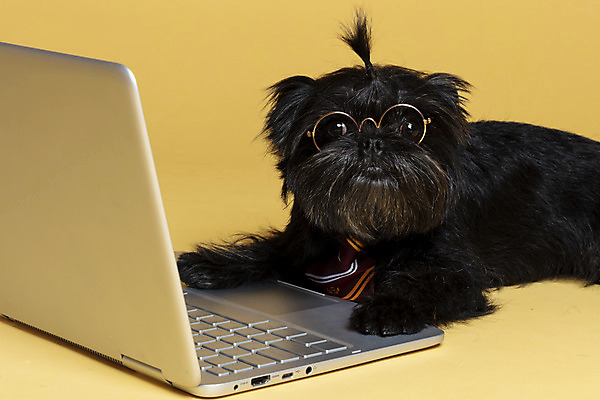 포토 JPG 스튜디오촬영 한마리 응시 반려견 안경 엎드리기 가족 넥타이 실내 근접촬영 사람없음 노트북 반려동물 강아지 머리끈 노란배경 반려 안경낌 아펜핀셔 국내포토 동물 1 시선 잡화 뷰포인트 백그라운드 장신구 관계 모션 내부 전자제품 노란색 개 파일형식 핀셔