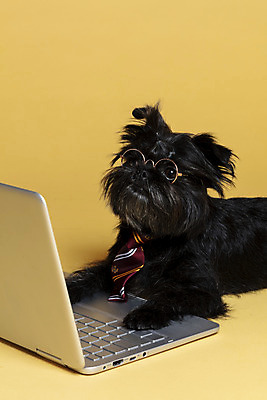 포토 JPG 스튜디오촬영 한마리 응시 반려견 안경 엎드리기 가족 넥타이 실내 근접촬영 사람없음 노트북 반려동물 강아지 머리끈 노란배경 반려 안경낌 아펜핀셔 국내포토 동물 1 시선 잡화 뷰포인트 백그라운드 장신구 관계 모션 내부 전자제품 노란색 개 파일형식 핀셔