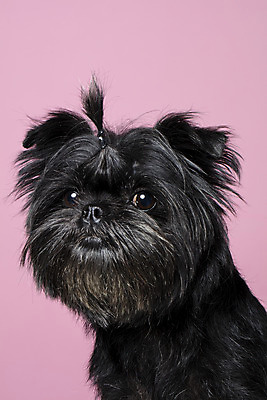 포토 JPG 스튜디오촬영 한마리 응시 반려견 가족 실내 근접촬영 사람없음 반려동물 강아지 머리끈 반려 분홍색배경 아펜핀셔 국내포토 동물 1 시선 뷰포인트 분홍색 백그라운드 장신구 관계 내부 개 파일형식 핀셔