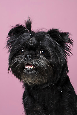 포토 JPG 스튜디오촬영 한마리 반려견 가족 실내 입벌림 근접촬영 사람없음 반려동물 강아지 머리끈 반려 분홍색배경 아펜핀셔 국내포토 동물 1 뷰포인트 분홍색 백그라운드 장신구 관계 표정 내부 개 파일형식 핀셔