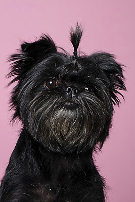 포토 JPG 스튜디오촬영 한마리 반려견 가족 실내 근접촬영 사람없음 반려동물 자신감 강아지 머리끈 무시 반려 분홍색배경 아펜핀셔 국내포토 동물 1 감정 뷰포인트 분홍색 백그라운드 장신구 관계 내부 개 파일형식 핀셔