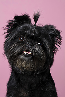 포토 JPG 스튜디오촬영 한마리 반려견 가족 실내 입벌림 근접촬영 사람없음 반려동물 강아지 머리끈 반려 분홍색배경 아펜핀셔 국내포토 동물 1 뷰포인트 분홍색 백그라운드 장신구 관계 표정 내부 개 파일형식 핀셔