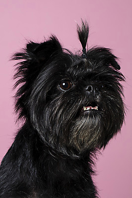 포토 JPG 스튜디오촬영 한마리 응시 반려견 가족 실내 근접촬영 사람없음 반려동물 강아지 머리끈 반려 분홍색배경 아펜핀셔 국내포토 동물 1 시선 뷰포인트 분홍색 백그라운드 장신구 관계 내부 개 파일형식 핀셔