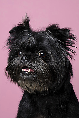 포토 JPG 스튜디오촬영 한마리 반려견 가족 실내 근접촬영 사람없음 반려동물 강아지 머리끈 반려 분홍색배경 아펜핀셔 국내포토 동물 1 뷰포인트 분홍색 백그라운드 장신구 관계 내부 개 파일형식 핀셔