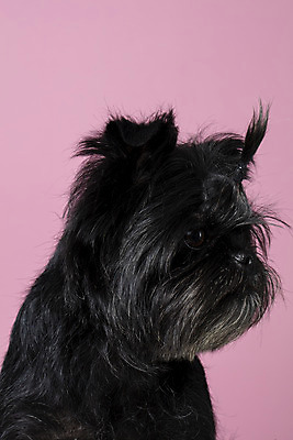 포토 JPG 스튜디오촬영 한마리 응시 반려견 가족 실내 근접촬영 사람없음 반려동물 강아지 머리끈 반려 분홍색배경 아펜핀셔 국내포토 동물 1 시선 뷰포인트 분홍색 백그라운드 장신구 관계 내부 개 파일형식 핀셔