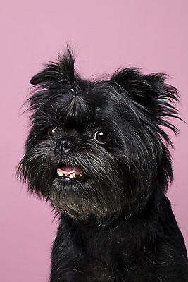 포토 JPG 스튜디오촬영 한마리 반려견 가족 실내 입벌림 근접촬영 사람없음 반려동물 강아지 머리끈 반려 분홍색배경 아펜핀셔 국내포토 동물 1 뷰포인트 분홍색 백그라운드 장신구 관계 표정 내부 개 파일형식 핀셔