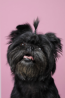 포토 JPG 스튜디오촬영 한마리 반려견 가족 실내 입벌림 근접촬영 사람없음 반려동물 강아지 머리끈 반려 분홍색배경 아펜핀셔 국내포토 동물 1 뷰포인트 분홍색 백그라운드 장신구 관계 표정 내부 개 파일형식 핀셔