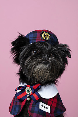 포토 JPG 스튜디오촬영 모자 한마리 반려견 가족 실내 근접촬영 사람없음 반려동물 올려보기 강아지 망토 이름표 반려 분홍색배경 아펜핀셔 국내포토 동물 1 잡화 뷰포인트 분홍색 백그라운드 관계 모션 내부 개 파일형식 핀셔