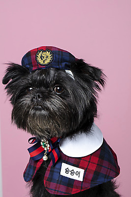 포토 JPG 스튜디오촬영 모자 한마리 응시 반려견 가족 실내 근접촬영 사람없음 반려동물 강아지 망토 이름표 강아지옷 반려 분홍색배경 아펜핀셔 국내포토 동물 1 시선 잡화 뷰포인트 분홍색 백그라운드 관계 내부 개 애견용품 파일형식 핀셔