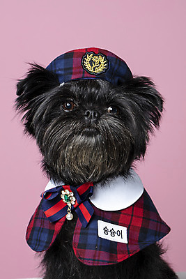 포토 JPG 스튜디오촬영 모자 한마리 반려견 가족 실내 근접촬영 사람없음 반려동물 올려보기 강아지 이름표 강아지옷 반려 분홍색배경 아펜핀셔 국내포토 동물 1 잡화 뷰포인트 분홍색 백그라운드 관계 모션 내부 개 애견용품 파일형식 핀셔