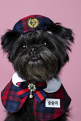 포토 JPG 스튜디오촬영 모자 한마리 응시 반려견 가족 실내 근접촬영 사람없음 반려동물 강아지 이름표 강아지옷 반려 분홍색배경 아펜핀셔 국내포토 동물 1 시선 잡화 뷰포인트 분홍색 백그라운드 관계 내부 개 애견용품 파일형식 핀셔