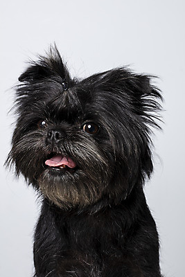 포토 JPG 스튜디오촬영 한마리 반려견 가족 실내 근접촬영 사람없음 반려동물 강아지 흰배경 메롱 머리끈 반려 아펜핀셔 국내포토 동물 1 뷰포인트 백그라운드 장신구 관계 모션 내부 흰색 개 파일형식 핀셔