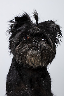 포토 JPG 스튜디오촬영 한마리 반려견 가족 실내 근접촬영 사람없음 반려동물 강아지 흰배경 머리끈 반려 아펜핀셔 국내포토 동물 1 뷰포인트 백그라운드 장신구 관계 내부 흰색 개 파일형식 핀셔