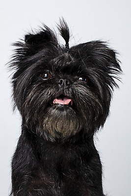 포토 JPG 스튜디오촬영 한마리 반려견 가족 실내 입벌림 근접촬영 사람없음 반려동물 강아지 흰배경 머리끈 반려 아펜핀셔 국내포토 동물 1 뷰포인트 백그라운드 장신구 관계 표정 내부 흰색 개 파일형식 핀셔