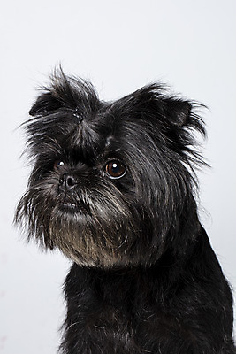 포토 JPG 스튜디오촬영 한마리 반려견 가족 실내 근접촬영 사람없음 반려동물 강아지 흰배경 머리끈 반려 아펜핀셔 국내포토 동물 1 뷰포인트 백그라운드 장신구 관계 내부 흰색 개 파일형식 핀셔