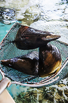 포토 JPG 식재료 어패류 실내 사람없음 채망 수조 전라남도 특산물 제철 키조개 장흥 제철음식 국내포토 동물 음식 주방용품 조개 내부 전라도 경상북도 파일형식