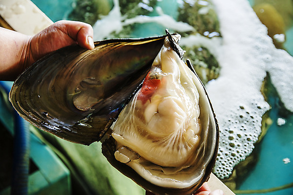 포토 JPG 손 식재료 어패류 실내 들기 신체부위 오픈 수조 전라남도 특산물 제철 키조개 장흥 제철음식 국내포토 동물 음식 모션 조개 사람 내부 전라도 경상북도 파일형식