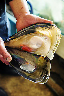 포토 JPG 손 식재료 어패류 실내 들기 아웃포커스 신체부위 오픈 전라남도 특산물 제철 키조개 장흥 제철음식 국내포토 동물 음식 모션 조개 촬영기법 사람 내부 전라도 경상북도 파일형식