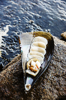 포토 JPG 주간 어패류 사람없음 야외 아웃포커스 물 돌_바위 전라남도 특산물 슬라이스 관자 제철 키조개 장흥 제철음식 국내포토 자연요소 동물 음식 조개 촬영기법 전라도 경상북도 파일형식