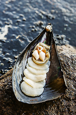 포토 JPG 주간 어패류 사람없음 야외 아웃포커스 돌_바위 전라남도 특산물 관자 제철 키조개 장흥 제철음식 국내포토 자연요소 동물 음식 조개 촬영기법 전라도 경상북도 파일형식