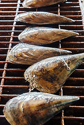 포토 JPG 어패류 실내 사람없음 전라남도 굽기 특산물 불판 제철 조개구이 키조개 장흥 제철음식 국내포토 동물 음식 조개 내부 전라도 경상북도 구이 파일형식