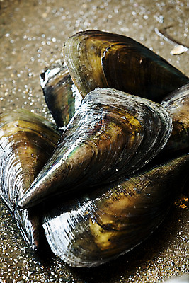 포토 JPG 어패류 실내 근접촬영 사람없음 쌓기 전라남도 특산물 땅바닥 제철 키조개 장흥 제철음식 국내포토 동물 음식 뷰포인트 모션 조개 바닥 내부 전라도 경상북도 파일형식