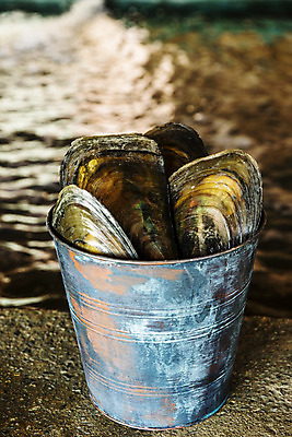 포토 JPG 어패류 실내 통 사람없음 아웃포커스 전라남도 담기 특산물 제철 키조개 장흥 제철음식 국내포토 동물 음식 모션 조개 촬영기법 내부 전라도 경상북도 파일형식