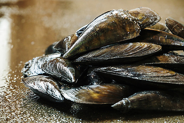 포토 JPG 어패류 실내 근접촬영 사람없음 쌓기 전라남도 특산물 땅바닥 제철 키조개 장흥 제철음식 국내포토 동물 음식 뷰포인트 모션 조개 바닥 내부 전라도 경상북도 파일형식