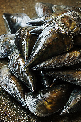 포토 JPG 어패류 실내 사람없음 쌓기 전라남도 특산물 땅바닥 제철 키조개 장흥 제철음식 국내포토 동물 음식 모션 조개 바닥 내부 전라도 경상북도 파일형식