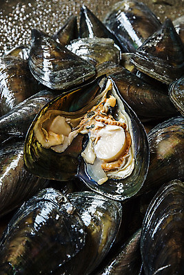 포토 JPG 어패류 실내 사람없음 쌓기 오픈 전라남도 특산물 관자 땅바닥 제철 키조개 장흥 제철음식 국내포토 동물 음식 모션 조개 바닥 내부 전라도 경상북도 파일형식