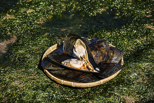 포토 JPG 주간 어패류 사람없음 야외 소쿠리 오픈 땅 전라남도 특산물 제철 키조개 장흥 제철음식 국내포토 자연요소 동물 음식 조개 바구니 전라도 경상북도 파일형식