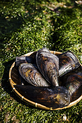 포토 JPG 주간 어패류 사람없음 야외 아웃포커스 소쿠리 땅 전라남도 담기 특산물 제철 키조개 장흥 제철음식 국내포토 자연요소 동물 음식 모션 조개 촬영기법 바구니 전라도 경상북도 파일형식