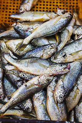 포토 JPG 주간 어류 사람없음 야외 쌓기 바구니 전라남도 해산물 담기 목포 조기_생선 국내포토 자연요소 모션 수중동물 전라도 파일형식