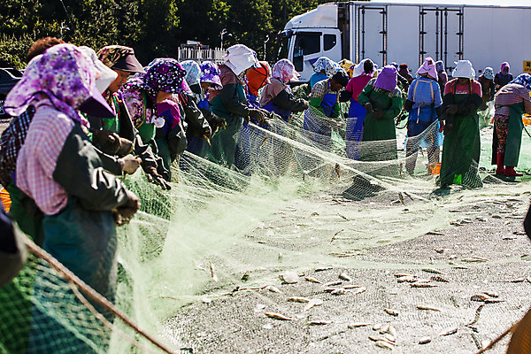포토 JPG 주간 전신 사람 여러명 상반신 야외 옆모습 뒷모습 항구 잡기 작업 그물 전라남도 어촌 목포 국내포토 자연요소 뷰포인트 다수 교통시설 모션 시골 전라도 파일형식