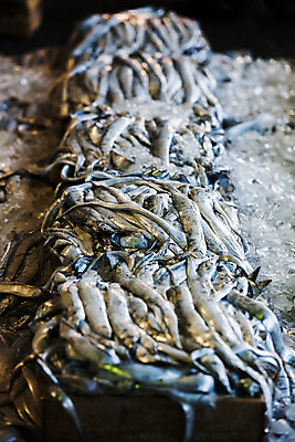 포토 JPG 주간 사람없음 야외 아웃포커스 전시 전라남도 갈치 목포 국내포토 자연요소 촬영기법 어류 전라도 파일형식