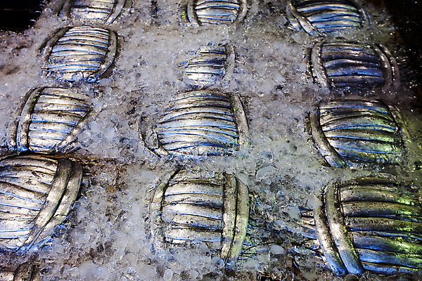 포토 JPG 주간 어류 사람없음 야외 항구 얼음 전시 전라남도 갈치 목포 국내포토 자연요소 교통시설 수중동물 전라도 파일형식