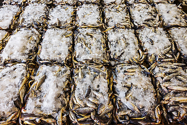 포토 JPG 주간 사람없음 야외 얼음 전시 전라남도 목포 조기_생선 국내포토 자연요소 어류 전라도 파일형식