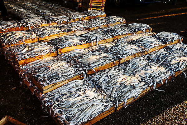 포토 JPG 주간 사람없음 야외 전시 전라남도 갈치 목포 국내포토 자연요소 어류 전라도 파일형식